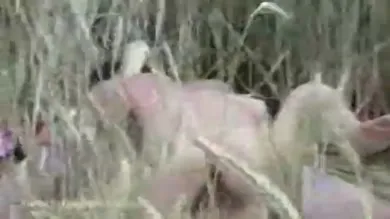 Amateur chick got filmed fucking in the corn field. 